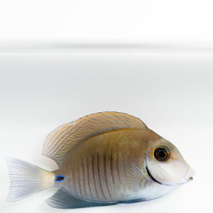 Acanthurus chirurgus S