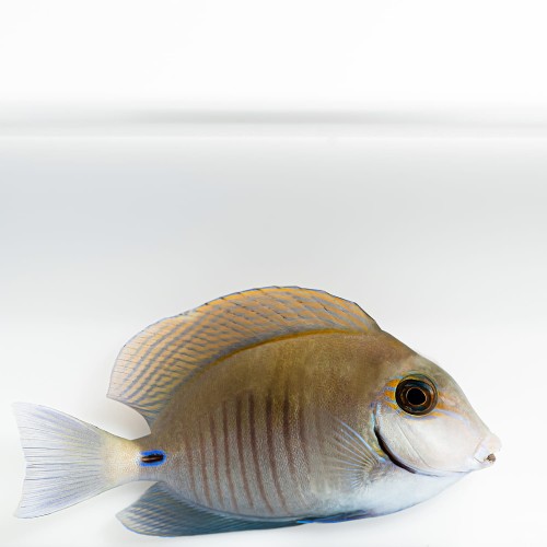 Acanthurus chirurgus S