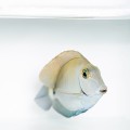 Acanthurus chirurgus S