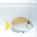 Acanthurus tractus S