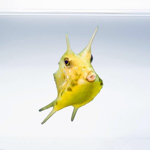 Lactoria Cornuta (M)