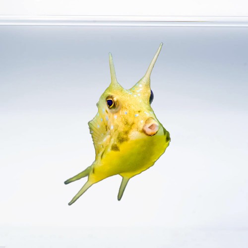 Lactoria Cornuta (M)