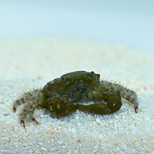 Mithrax sculptus - krab