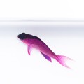 Gramma melacara