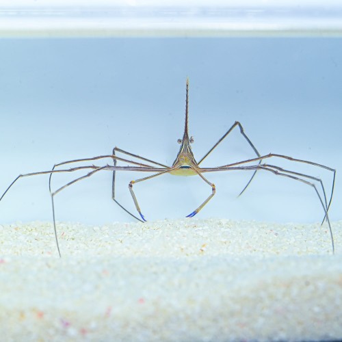 Arrow Crab - Stenorhynchus seticornis - Krab
