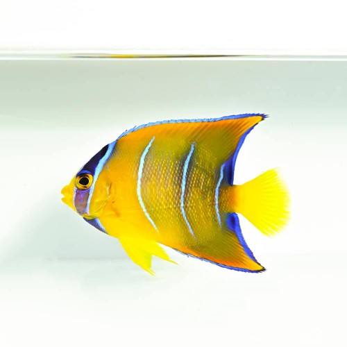 Holacanthus ciliaris S - Nefrytek królewski