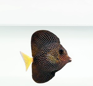 Zebrasoma Gemmatum (L) pstrzyca plamista