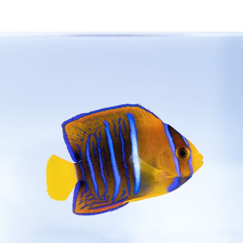 Holacanthus Passer