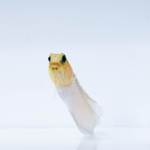 Opistognathus aurifrons