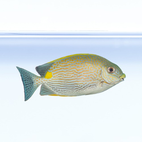 Siganus lineatus - Królik złocisty