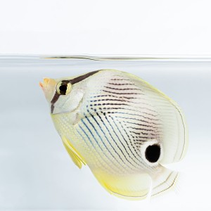 Chaetodon capistratus M