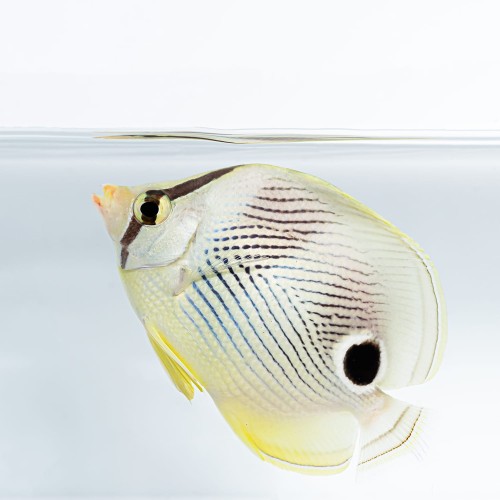 Chaetodon capistratus M