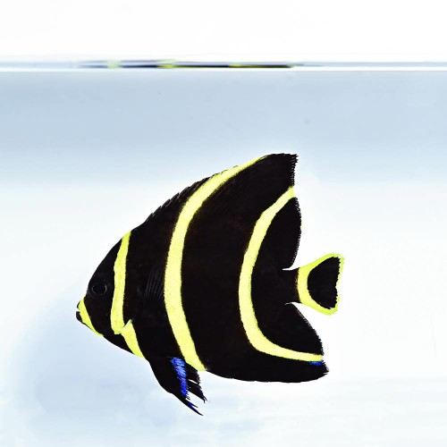 Pomacanthus arcuatus - Ustniczek francuzik