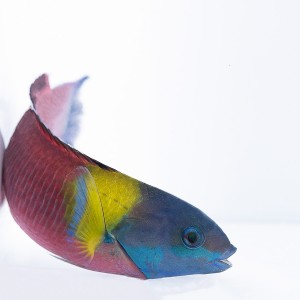 Thalassoma lucasanum - wargacz tęczowy 