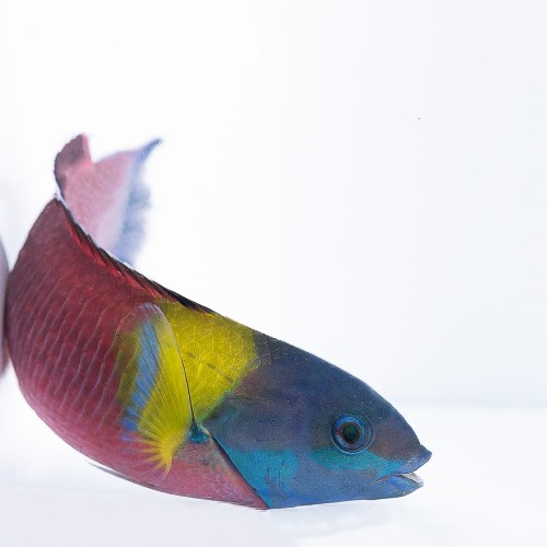 Thalassoma lucasanum - wargacz tęczowy