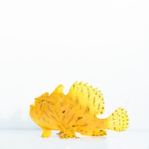 Antennarius Hispidus L