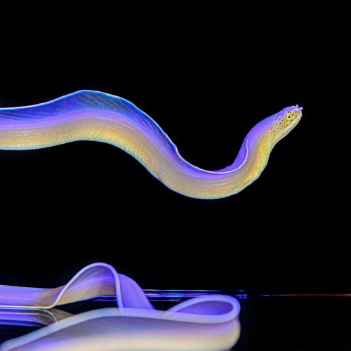 Pseudechidna brummeri M Murena Wstążkowa