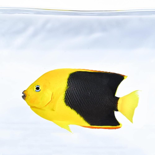 Holacanthus tricolor M - Nefrytek trójbarwny