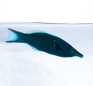 Gomphosus caeruleus - wargacz