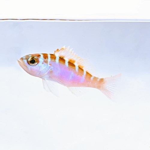 Serranus tortugarum - strzępiel morski 