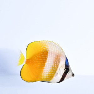 Chaetodon kleinii (M)