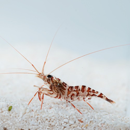 Lysmata kuekenthali krewetka