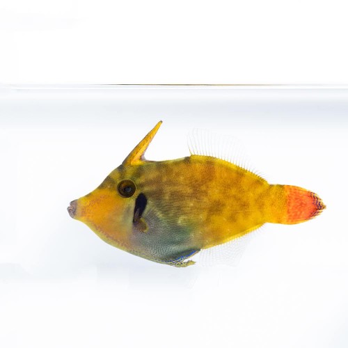 Pervagor aspricaudus