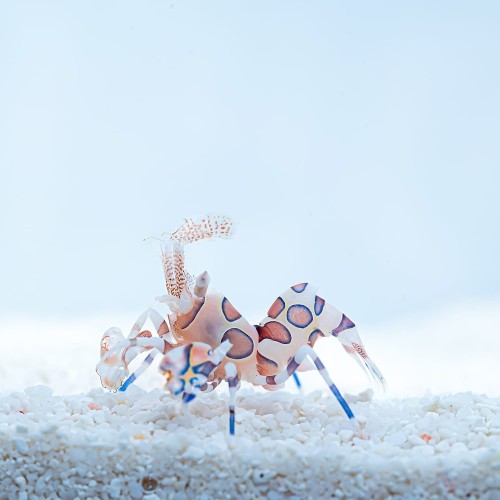 Hymenocera elegans krewetka harlequin S