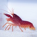 Enoplometopus debelius - Homar Rafowy
