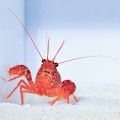 Enoplometopus debelius - Homar Rafowy
