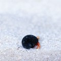 Clibanarius rutilus - krab pustelnik