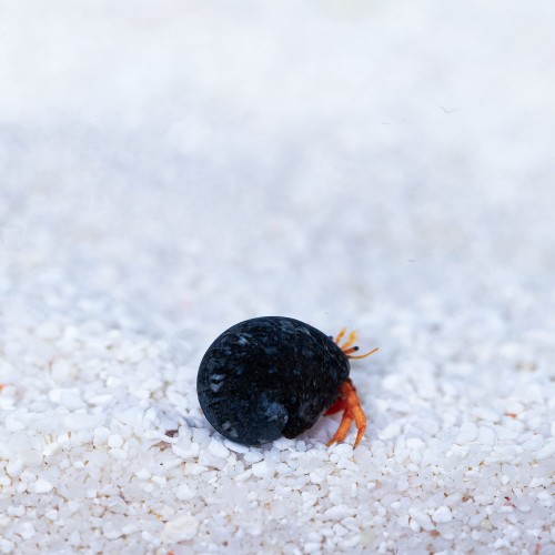 Clibanarius rutilus - krab pustelnik