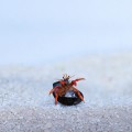 Clibanarius rutilus - krab pustelnik