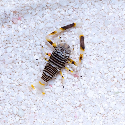 Gnathophyllum americanum - Krewetka trzmiel