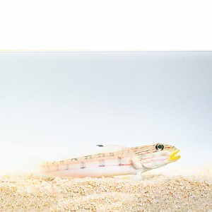 Valenciennea mularis M babka kopiąca