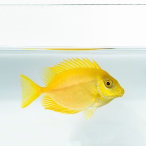 Siganus tetrazonus S