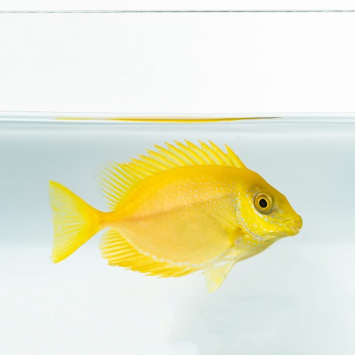 Siganus tetrazonus S