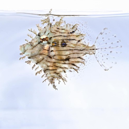 Chaetodermis penicilligerus S