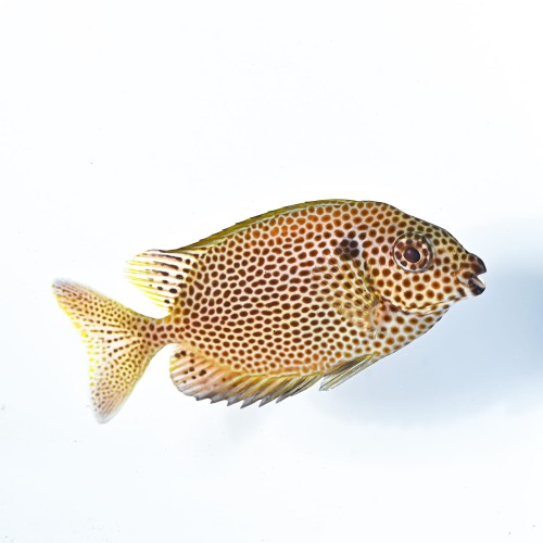 Siganus punctatus M