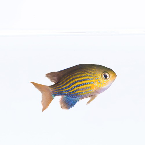 Chromis lineata M