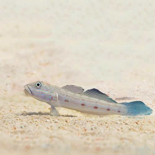 Valenciennea longipinnis M