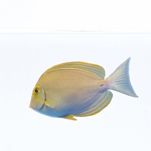 Acanthurus xanthopterus L - Pokolec