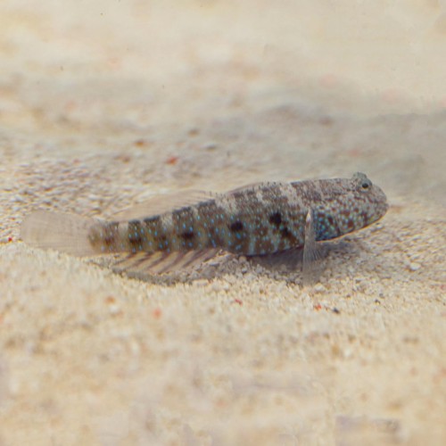 Cryptocentrus caeruleomaculatus M