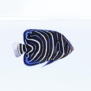 Pomacanthus semicirculatus (M) - ustniczek królewski