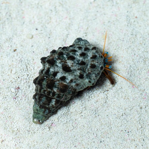 Calcinus laevimanus krab na cyjano