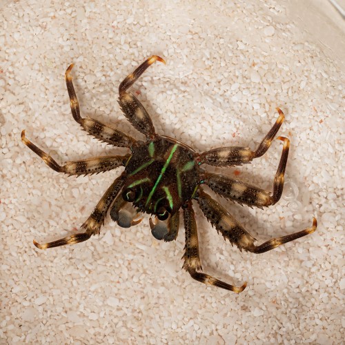 Percnon planissimum - krab