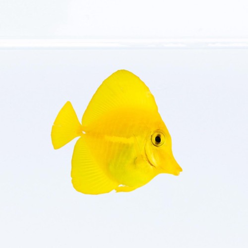 Zebrasoma Flavescens M