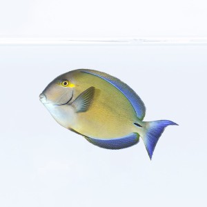 Acanthurus blochii M - Pokolec