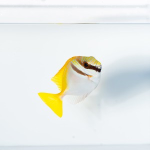 Siganus virgatus M - borsuk