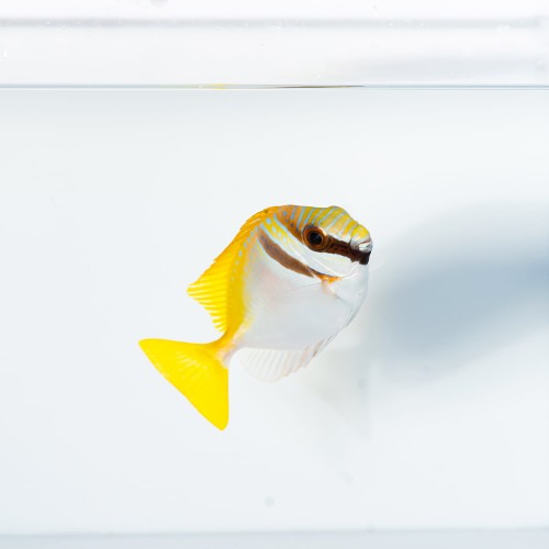 Siganus virgatus M - borsuk